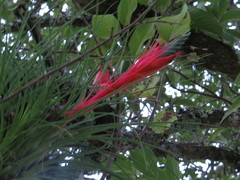 Tillandsia punctulata