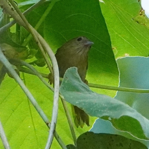 Rufous-fronted Babbler (Cyanoderma rufifrons), photo 10