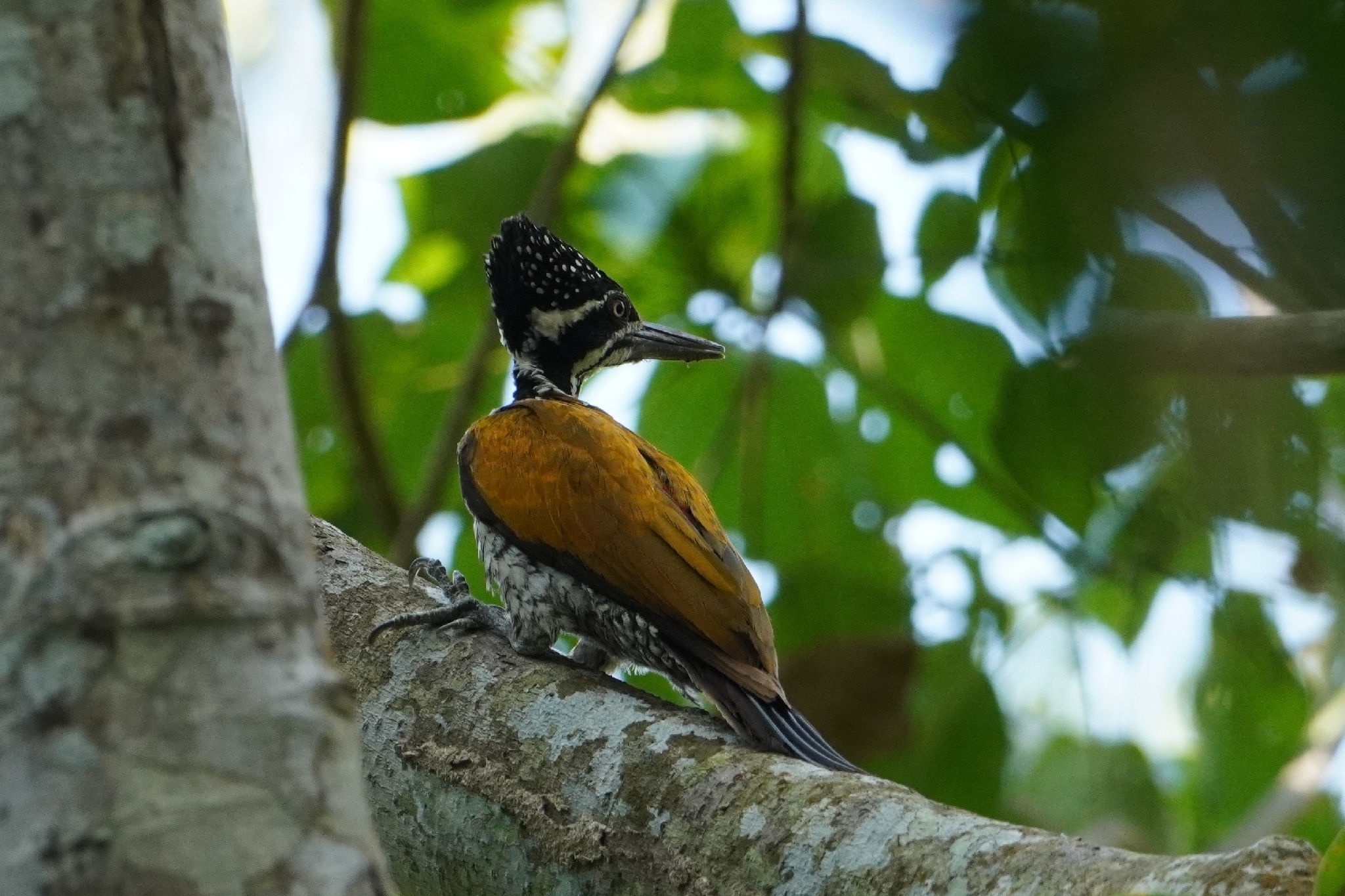Greater Flameback (Chrysocolaptes guttacristatus), photo 1