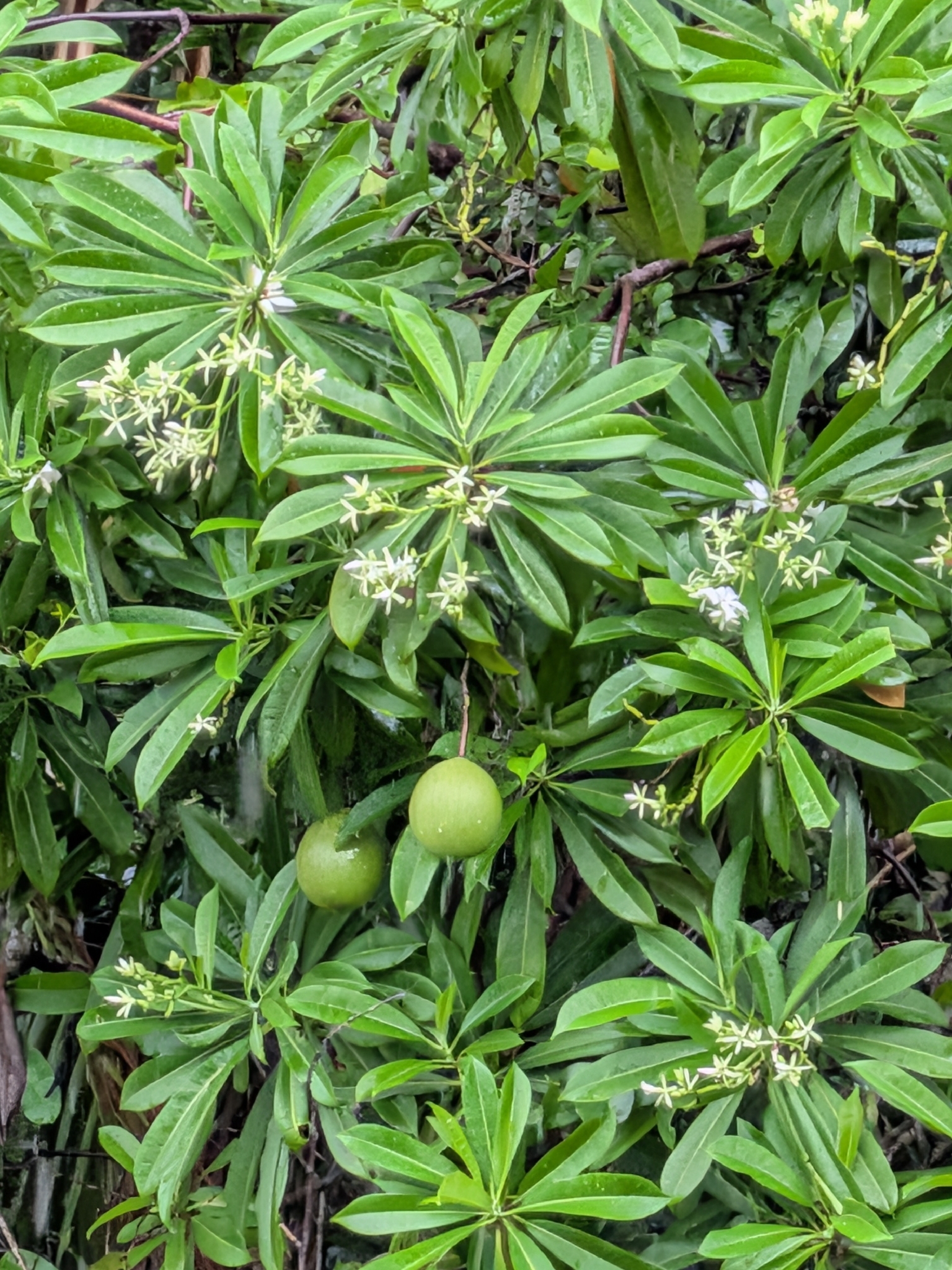 Sea Mango (Cerbera odollam)