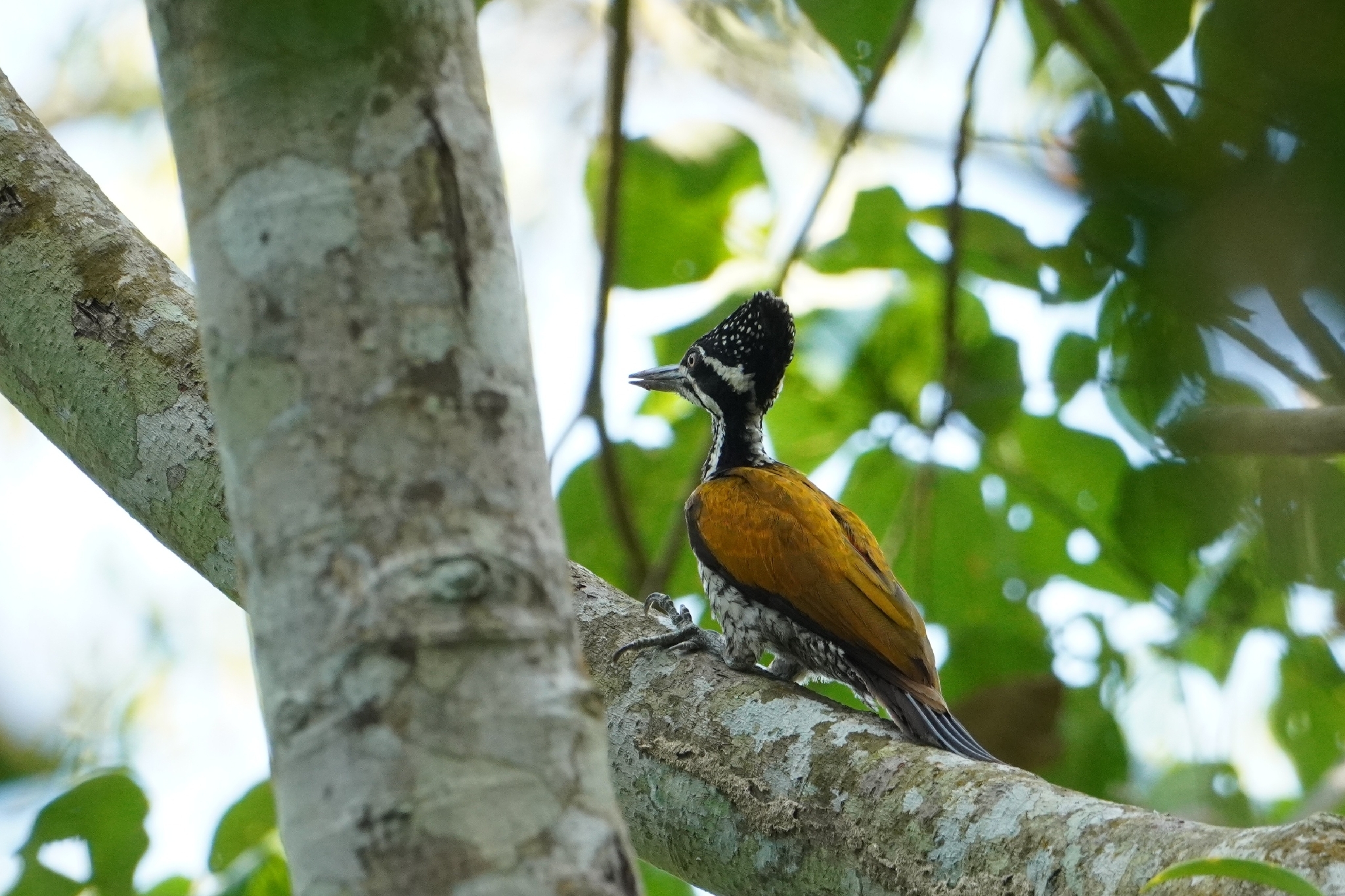 Greater Flameback (Chrysocolaptes guttacristatus), photo 2