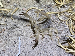 Anuroctonus phaiodactylus