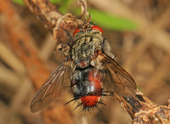 Archytas rufiventris