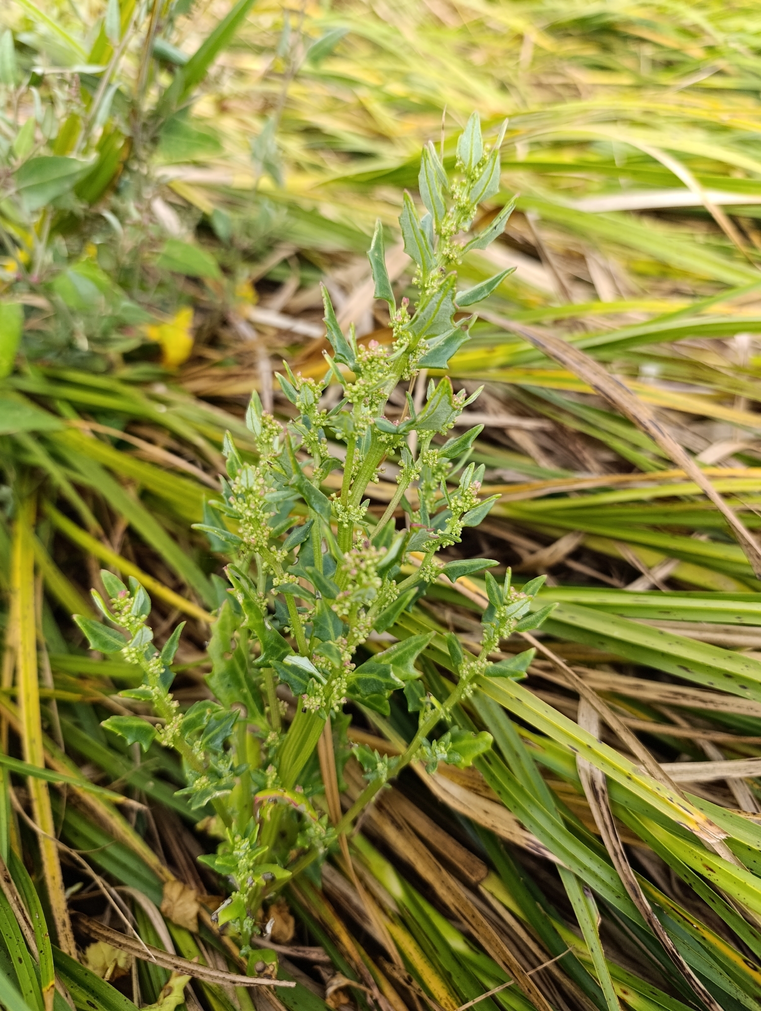 Oxybasis macrosperma