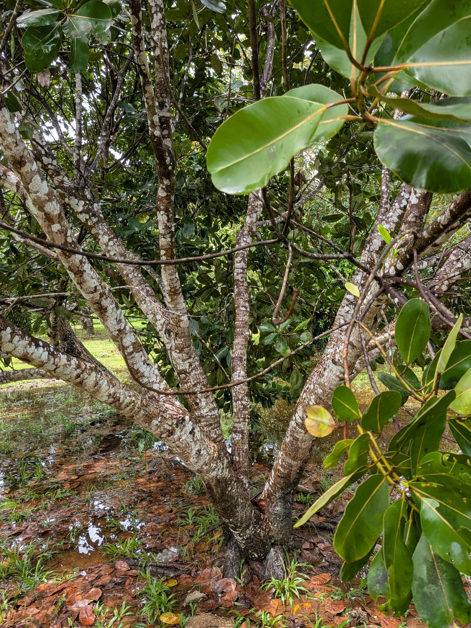 Alexandrian Laurel (Calophyllum inophyllum)