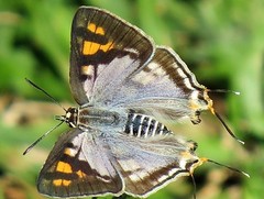 Cigaritis natalensis