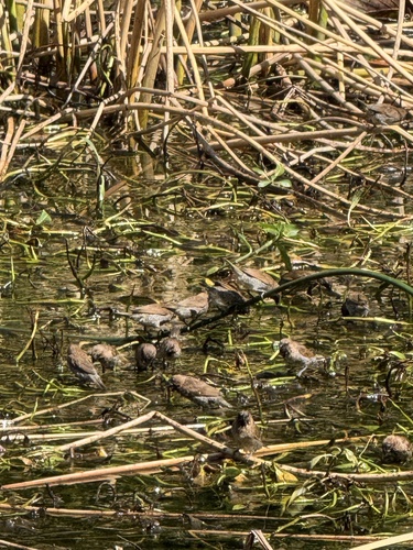 Lonchura punctulata observed 2026-02-14
