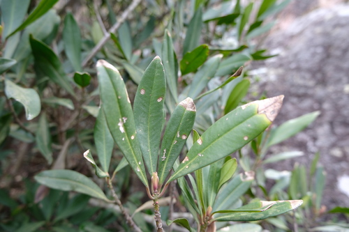 Myrsine seguinii, photograph 6