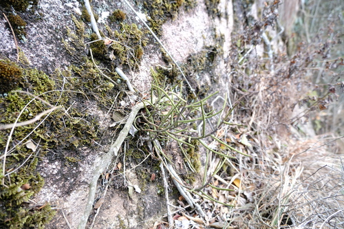 Luisia hancockii