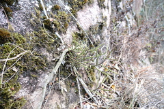 Luisia hancockii