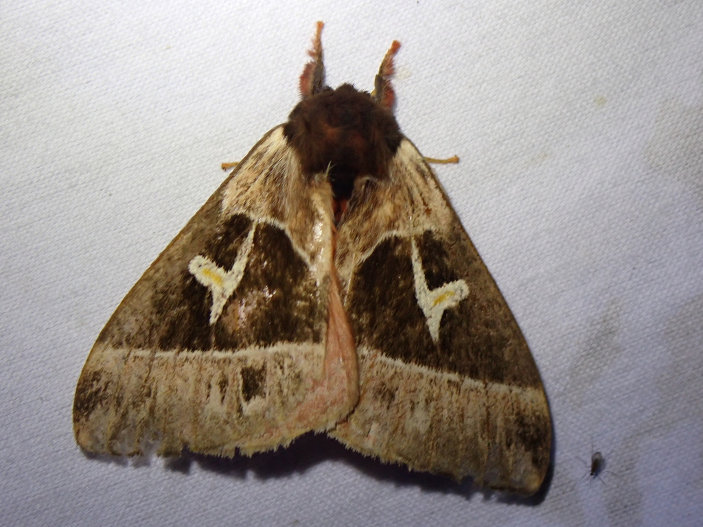 Dirphia napoensis