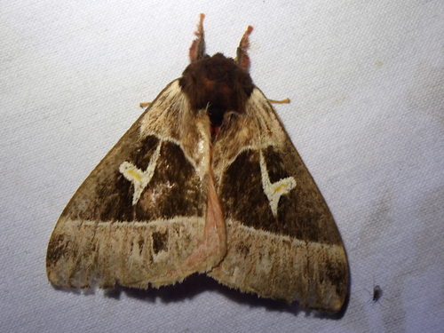 Dirphia napoensis