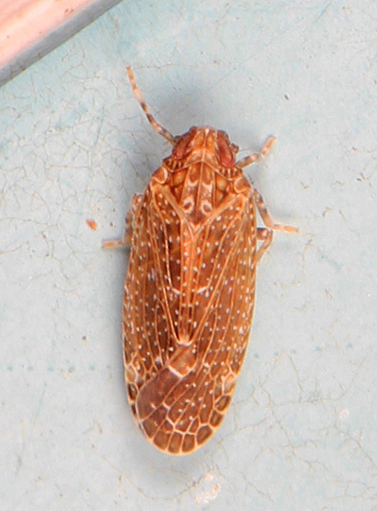 Opsiplanon luella