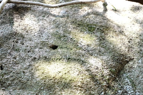 Pelatantheria scolopendrifolia, photograph 3