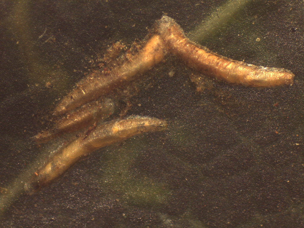 Lepidosaphes punicae