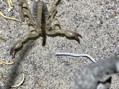 Anuroctonus phaiodactylus