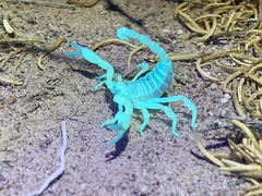 Anuroctonus phaiodactylus