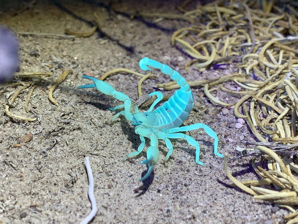 Eastern Swollenstinger Scorpion from Dyer, NV, US on February 16, 2020 ...