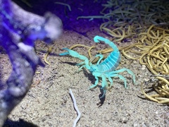 Anuroctonus phaiodactylus