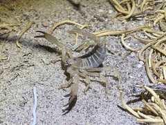 Anuroctonus phaiodactylus