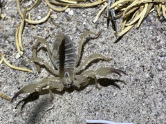 Anuroctonus phaiodactylus