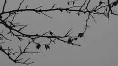 Thyridopteryx ephemeraeformis