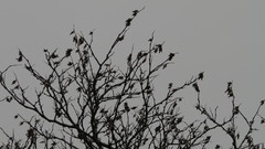 Thyridopteryx ephemeraeformis