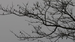 Thyridopteryx ephemeraeformis