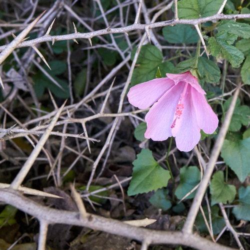 forest pink hibiscus (Hibiscus pedunculatus)