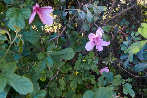 Hibiscus pedunculatus, photograph 1