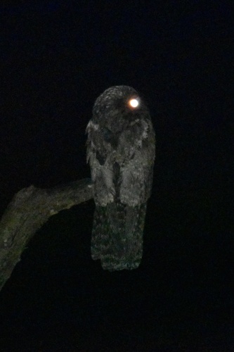 Northern Potoo (Nyctibius jamaicensis), photo 6