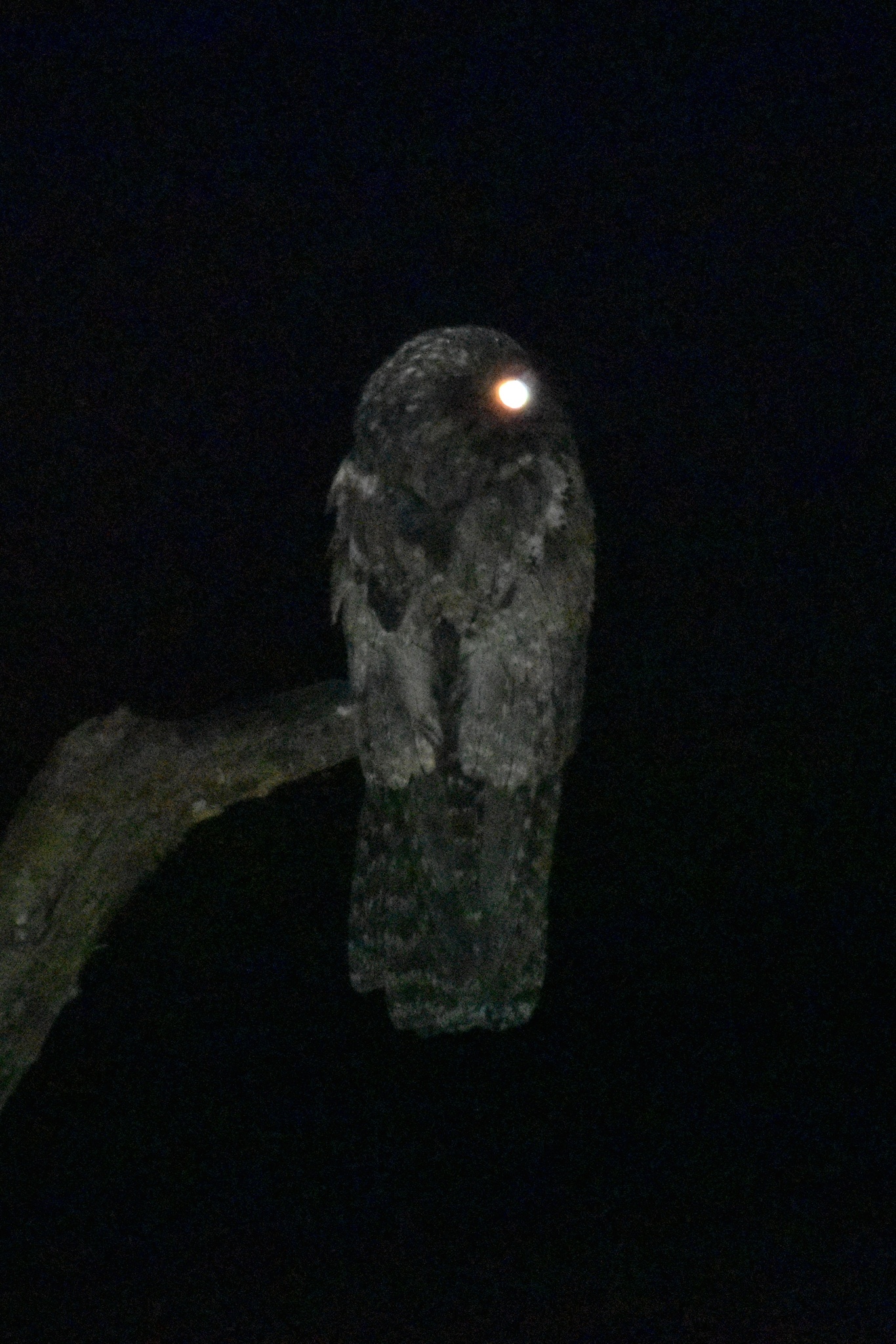 Northern Potoo (Nyctibius jamaicensis), photo 6