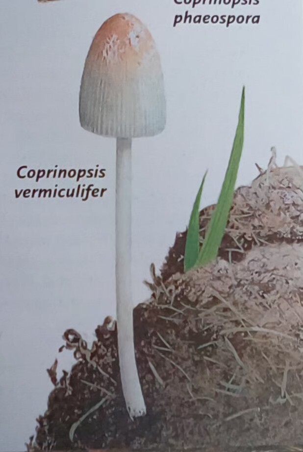 Coprinopsis vermiculifer