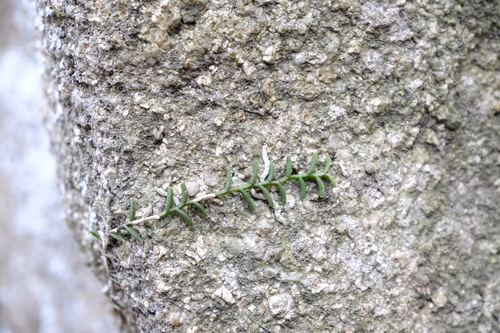 Pelatantheria scolopendrifolia, photograph 2