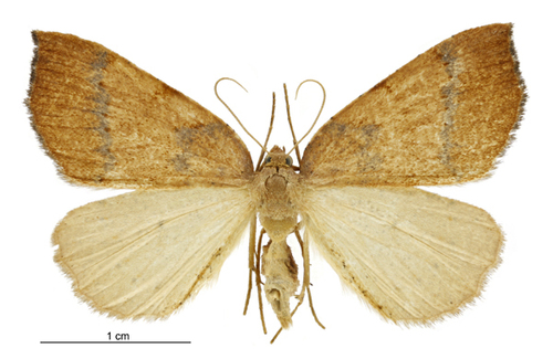 Sestra humeraria Walker, 1861