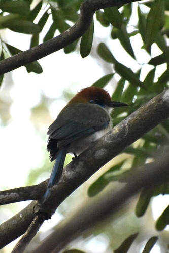 Russet-crowned Motmot (Momotus mexicanus), photo 4