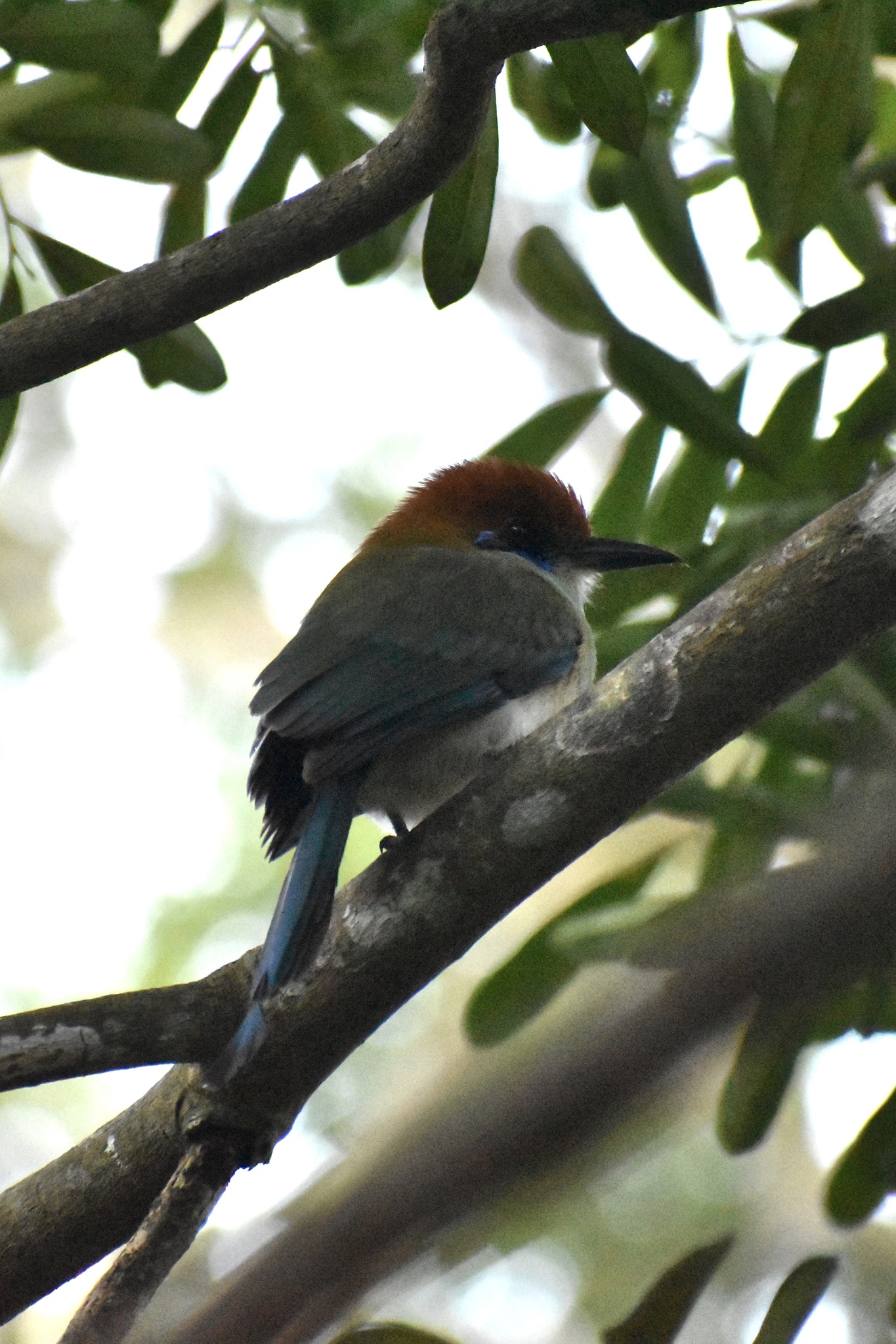 Russet-crowned Motmot (Momotus mexicanus), photo 8