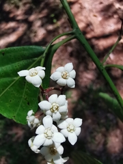 Nectandra