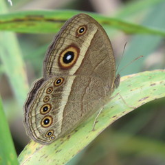 Brakefieldia perspicua perspicua