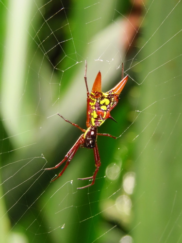 Micrathena sexspinosa