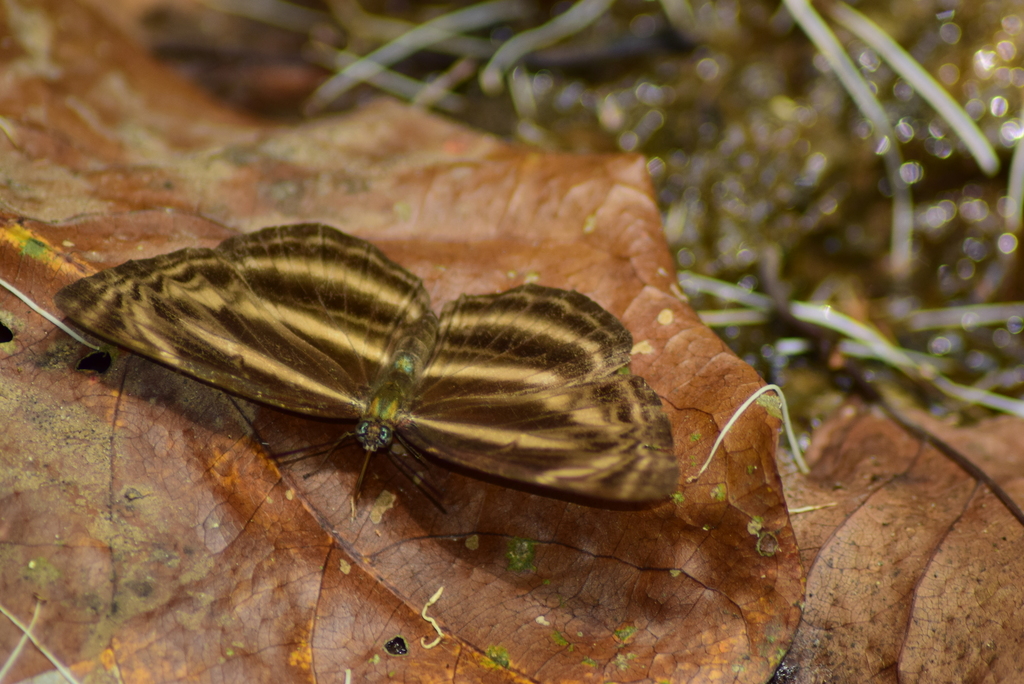 Neptis vikasi