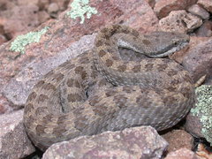 Crotalus pricei