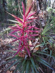 Tillandsia gymnobotrya