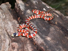 Lampropeltis pyromelana