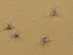 Enneapogon nigricans