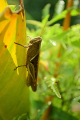 Stenocatantops splendens