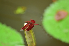 Neurothemis ramburii