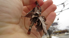 Thyridopteryx ephemeraeformis