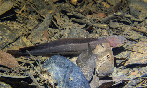 Slender walking catfish (Clarias nieuhofii) — Clariidae
