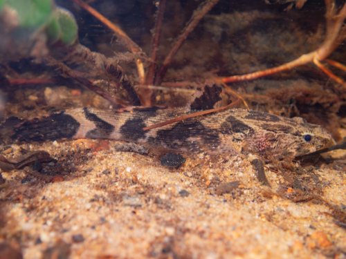 Goby (Oxyeleotris marmorata) — Eleotridae